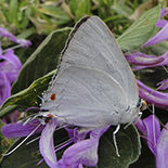 Iolaus trimeni